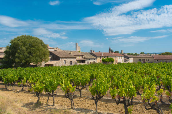 Photo champ de vigne en Ardèche Sud