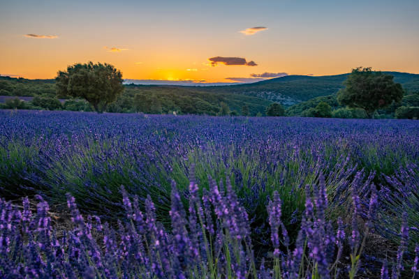 Champ lavande, paysage Ardèche Sud